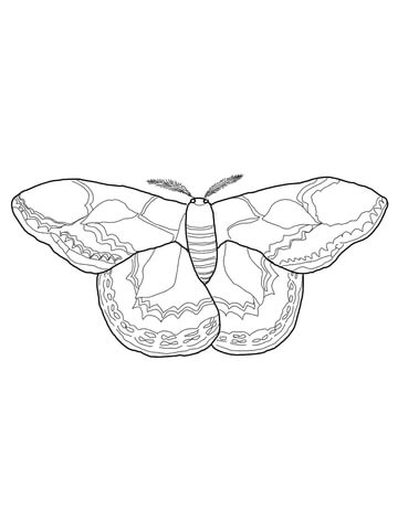 Rothschilds Silk Moth Coloring Page